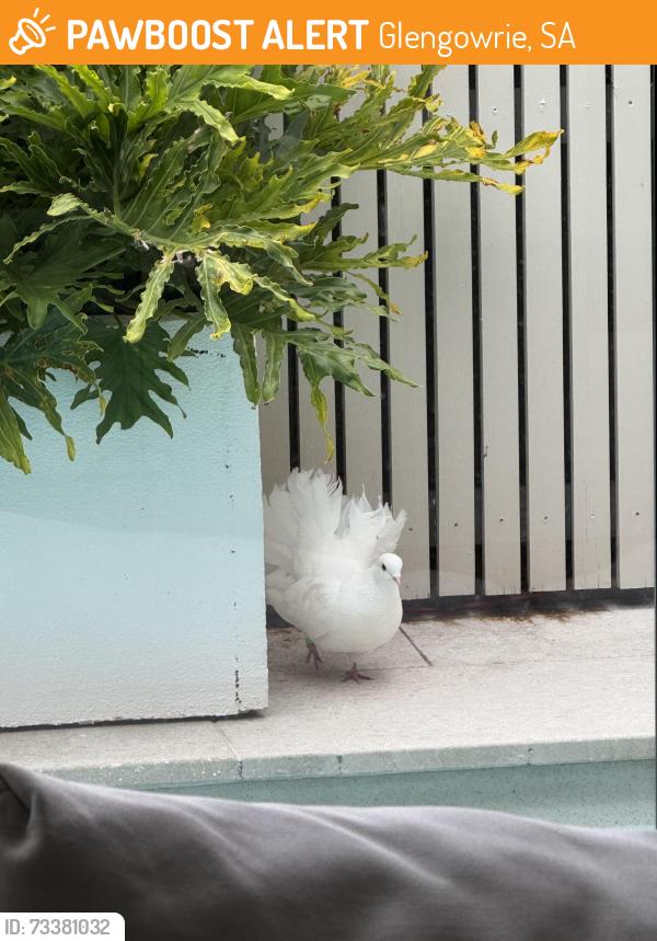 Found/Stray Unknown Bird last seen Morphette Rd, Our Lady of Grace School, Glengowrie, SA 5044