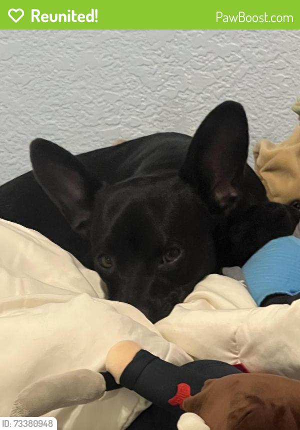Reunited Male Dog last seen Near N Ramona St Hemet CA 92543, Hemet, CA 92543