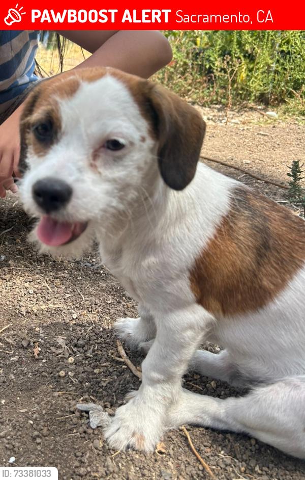 Lost Female Dog last seen Ôm, Sacramento, CA 95823