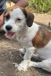 Lost Female Dog last seen Ôm, Sacramento, CA 95823