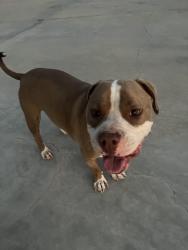 Found/Stray Male Dog last seen Antelope valley mall, Palmdale, CA 93551