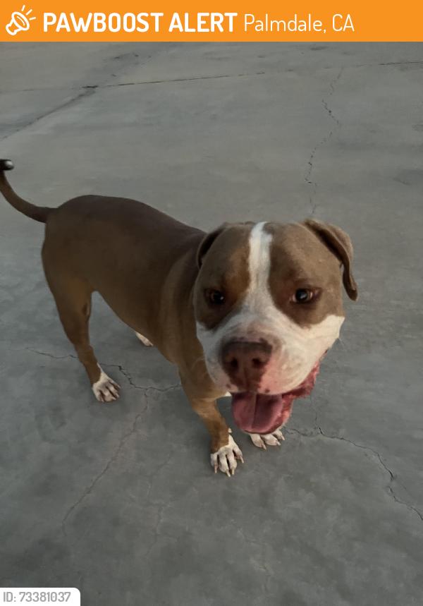 Found/Stray Male Dog last seen Antelope valley mall, Palmdale, CA 93551