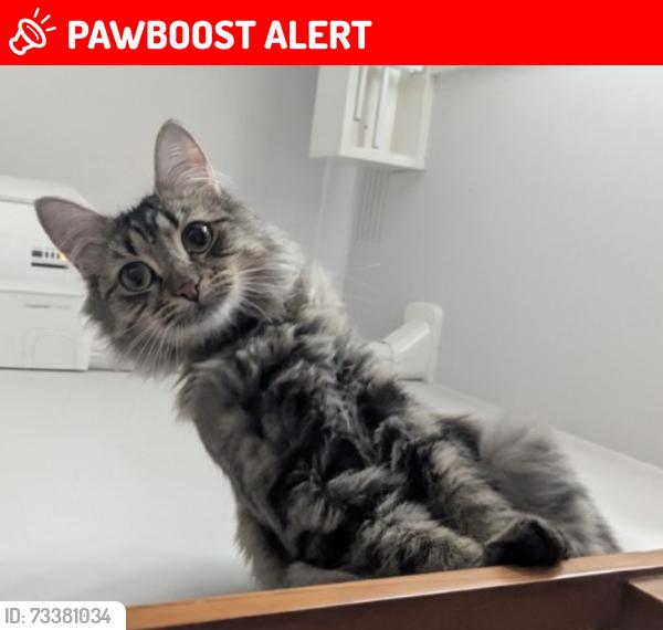 Lost Female Cat last seen Cumberland rd, Pascoe Vale South, VIC 3044