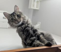 Lost Female Cat last seen Cumberland rd, Pascoe Vale South, VIC 3044