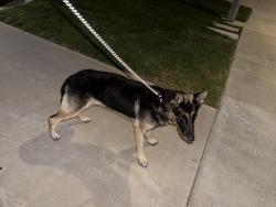 Found/Stray Male Dog last seen Butterfield & Sagebrush CHINO HILLS CA, Chino Hills, CA 91709
