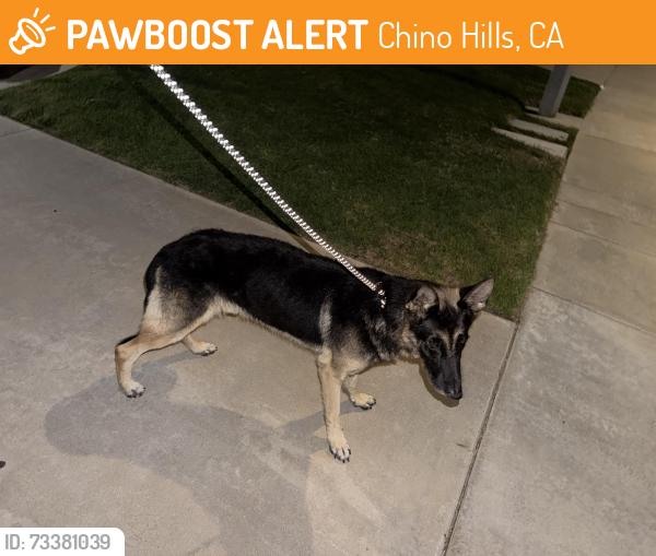 Found/Stray Male Dog last seen Butterfield & Sagebrush CHINO HILLS CA, Chino Hills, CA 91709