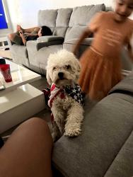 Lost Male Dog last seen Near omelveny avenue sun valley 91352, Los Angeles, CA 91352