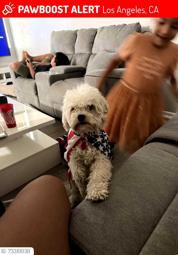Lost Male Dog last seen Near omelveny avenue sun valley 91352, Los Angeles, CA 91352
