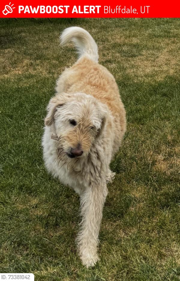 Lost Male Dog last seen Near South and 2700 W, Bluffdale, UT 84065