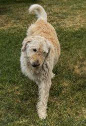 Lost Male Dog last seen Near South and 2700 W, Bluffdale, UT 84065