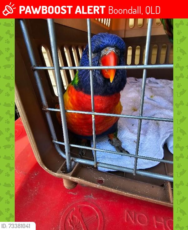 Lost Male Bird last seen Marella Street, Boondall, Boondall, QLD 4034