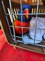 Lost Male Bird last seen Marella Street, Boondall, Boondall, QLD 4034