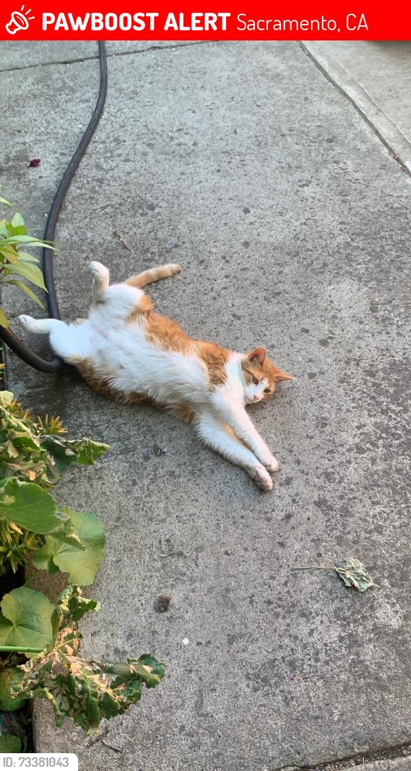 Lost Female Cat last seen Valley Hi/Franklin Blvd, Sacramento, CA 95823