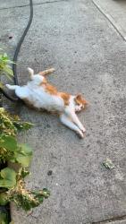 Lost Female Cat last seen Valley Hi/Franklin Blvd, Sacramento, CA 95823