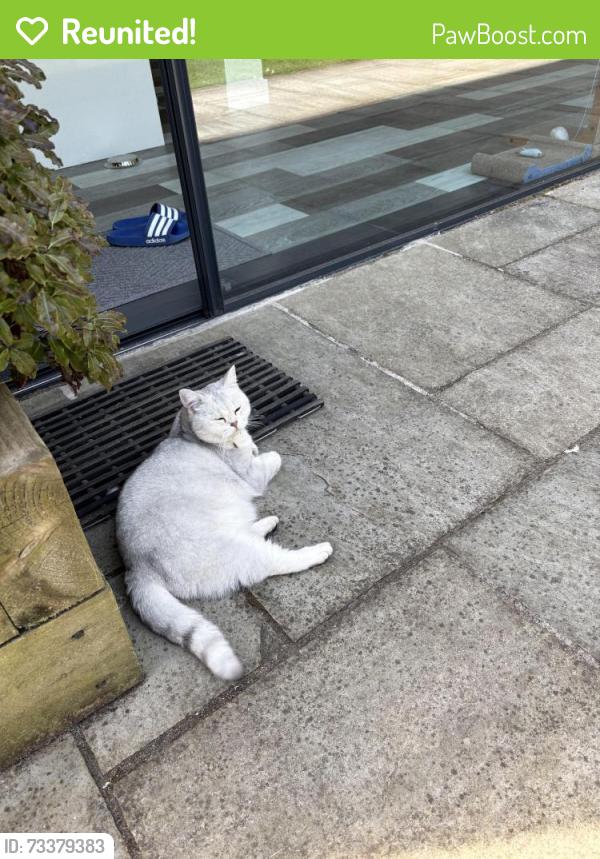 Reunited Female Cat last seen Kimberly Road, Elmfield Avenue, Leicester, England LE2 1LA