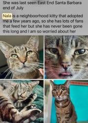 Lost Female Cat last seen salinas old coast highway, Santa Barbara, CA 93103