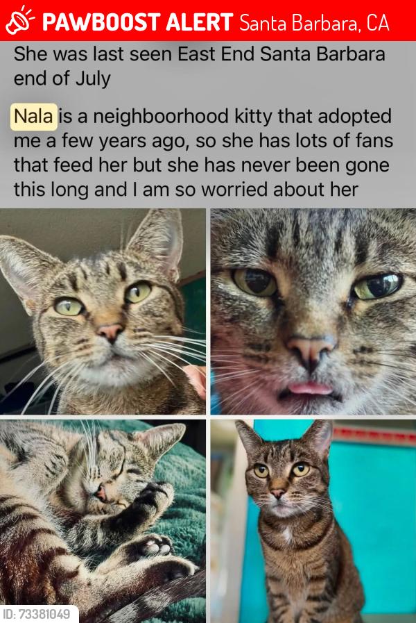 Lost Female Cat last seen salinas old coast highway, Santa Barbara, CA 93103