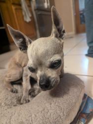 Reunited Unknown Dog last seen Wardlow and walnut, Long Beach, CA 90807