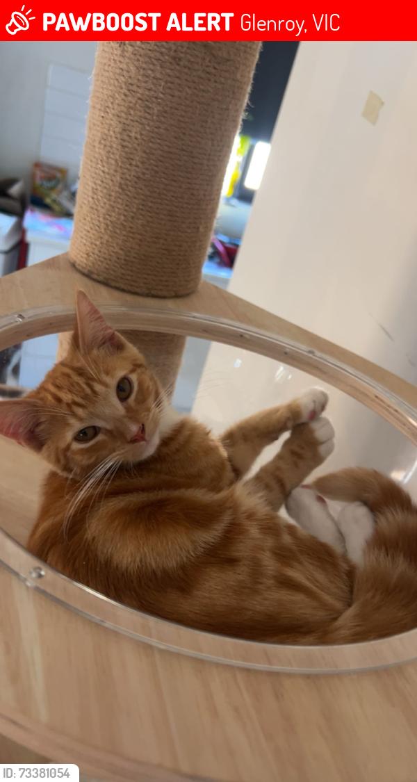 Lost Male Cat last seen Bindi street glenroy, Glenroy, VIC 3046