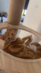 Lost Male Cat last seen Bindi street glenroy, Glenroy, VIC 3046