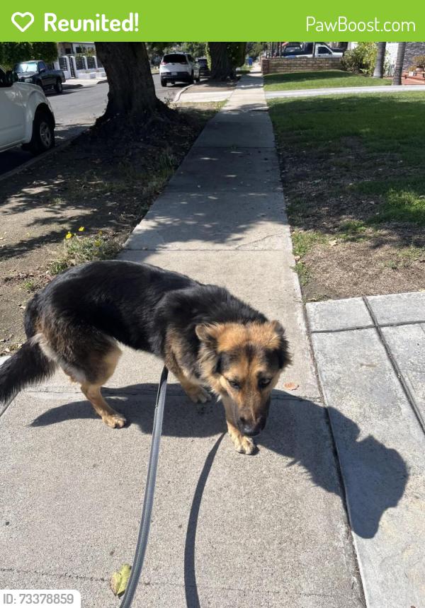 Reunited Female Dog last seen Gullo and Rayen, Los Angeles, CA 91331