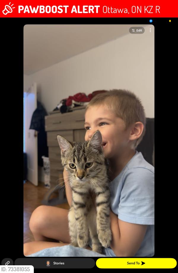 Lost Unknown Cat last seen Fisher and baseline, Ottawa, ON K1Z 5R7