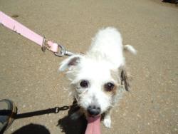 Reunited Female Dog last seen Agajanian Dr, Santa Clarita, CA 91350