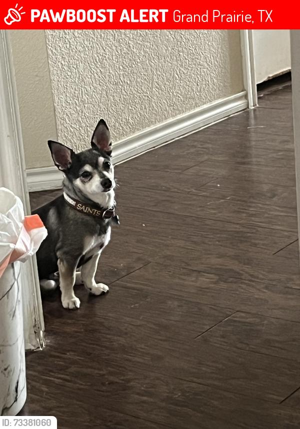 Lost Male Dog last seen Marshall Dr, Grand Prairie, TX 75051