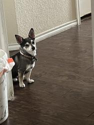 Lost Male Dog last seen Marshall Dr, Grand Prairie, TX 75051