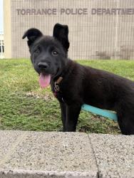 Lost Female Dog last seen Near Barranea Pkwy, Irvine ca, Wallmart parking, Irvine, CA 92606