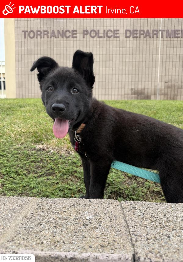 Lost Female Dog last seen Near Barranea Pkwy, Irvine ca, Wallmart parking, Irvine, CA 92606