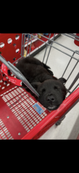 Reunited Female Dog last seen Walmart parking lot, Irvine, CA 92606