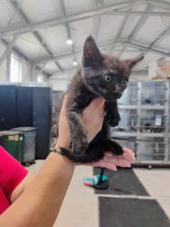 Shelter Stray Male Cat last seen , 333 Chandler Pl, San Bernardino, CA 92408, USA
