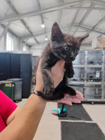 Shelter Stray Male Cat last seen , 333 Chandler Pl, San Bernardino, CA 92408, USA