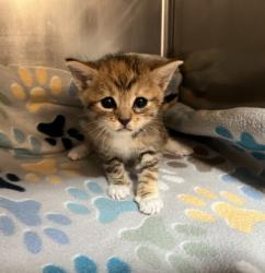 Shelter Stray Female Cat last seen SILVERADO/PATHWAY, 92618, 6443 Oak Canyon, Irvine, CA 92618, USA