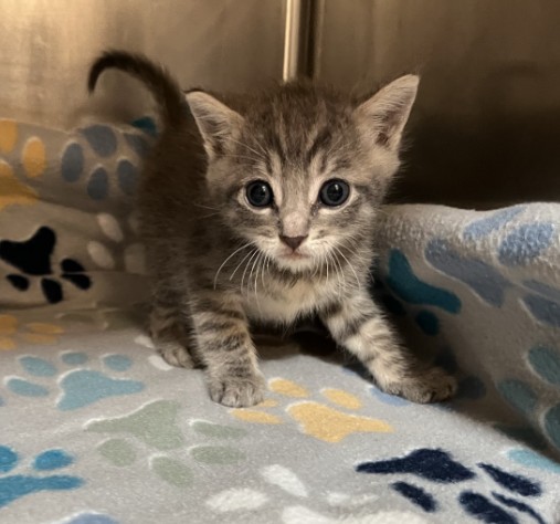 Shelter Stray Male Cat last seen SILVERADO/PATHWAY, 92618, 6443 Oak Canyon, Irvine, CA 92618, USA