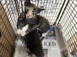 Shelter Stray Male Cat last seen , 957 N Gaffey St, San Pedro, CA 90731, USA