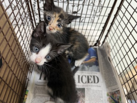 Shelter Stray Male Cat last seen , 957 N Gaffey St, San Pedro, CA 90731, USA