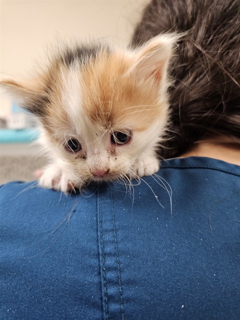 Shelter Stray Female Cat last seen Near BLOCK MISSION BLVD, JURUPA VALLEY CA 92509, 6851 Van Buren Boulevard, Jurupa Valley, CA 92509, USA