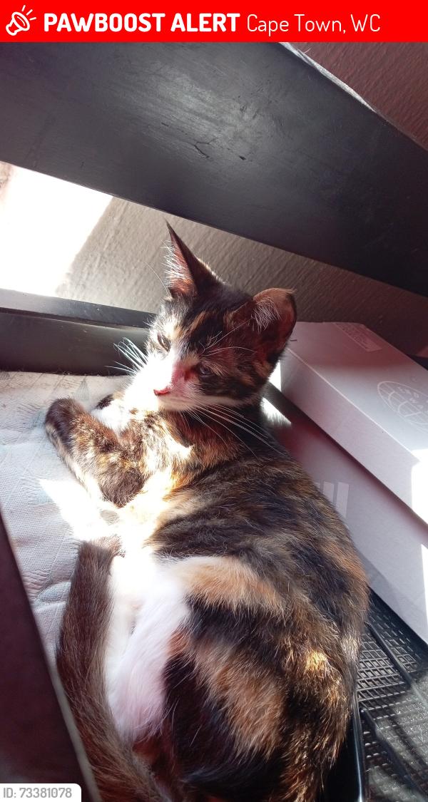 Lost Female Cat last seen Beaconvale Community Care Centre, Cape Town, WC 7785