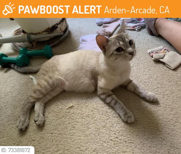Found/Stray Female Cat last seen Bell Street and Cottage Way, Arden-Arcade, CA 95825