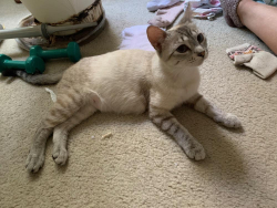 Found/Stray Female Cat last seen Bell Street and Cottage Way, Arden-Arcade, CA 95825