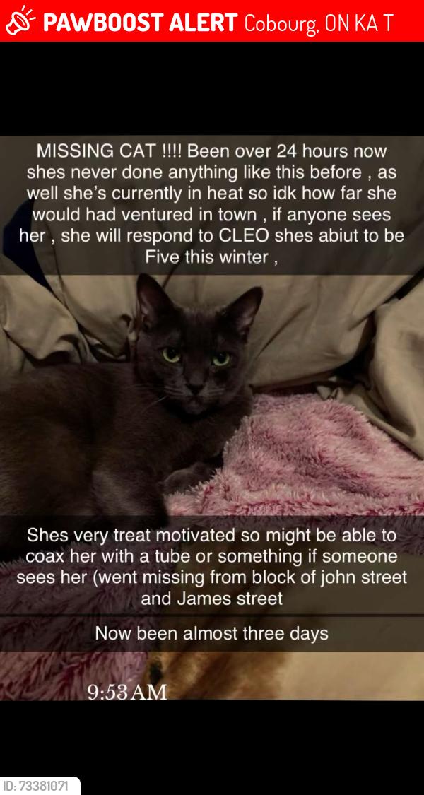 Lost Female Cat last seen University and division, or John st closer to the smaller apt building off james I believe it is, Cobourg, ON K9A 3T5