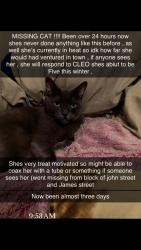 Lost Female Cat last seen University and division, or John st closer to the smaller apt building off james I believe it is, Cobourg, ON K9A 3T5