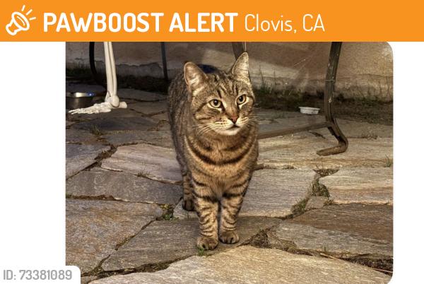 Found/Stray Male Cat last seen Alamos and Purdue, Clovis, CA 93611