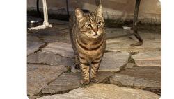 Found/Stray Male Cat last seen Alamos and Purdue, Clovis, CA 93611