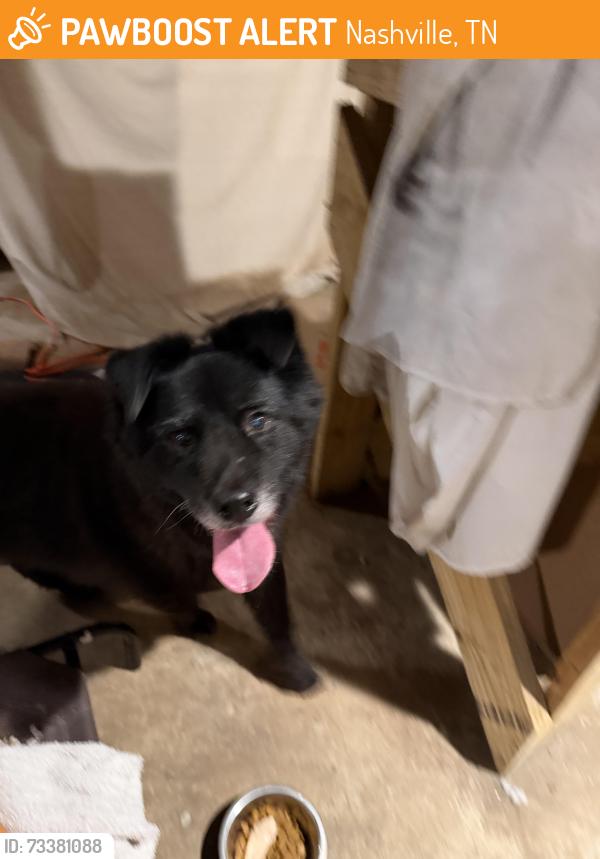 Found/Stray Female Dog last seen Found near Clarksville pike on South Hamilton road, Nashville, TN 37218