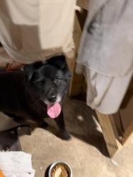 Found/Stray Female Dog last seen Found near Clarksville pike on South Hamilton road, Nashville, TN 37218