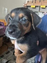 Shelter Stray Female Dog last seen , 14409 Vanowen St, Van Nuys, CA 91405, USA