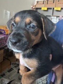 Shelter Stray Female Dog last seen , 14409 Vanowen St, Van Nuys, CA 91405, USA